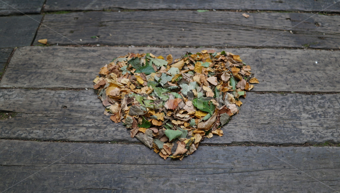 낙엽,하트,자연,nature,감성,사랑,love,나뭇잎,숲,가을,계절,fall,autumn,season,leaf,잎,plant,식물