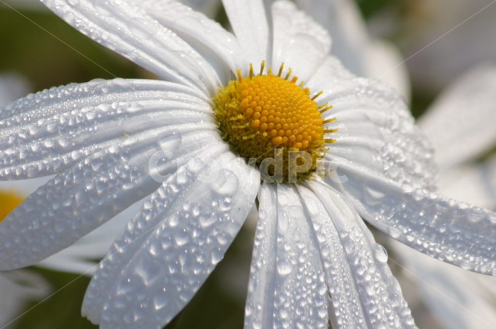 향기,꽃,아침이슬,봄,물방울,식물,자연,plants,nature,꽃,flower