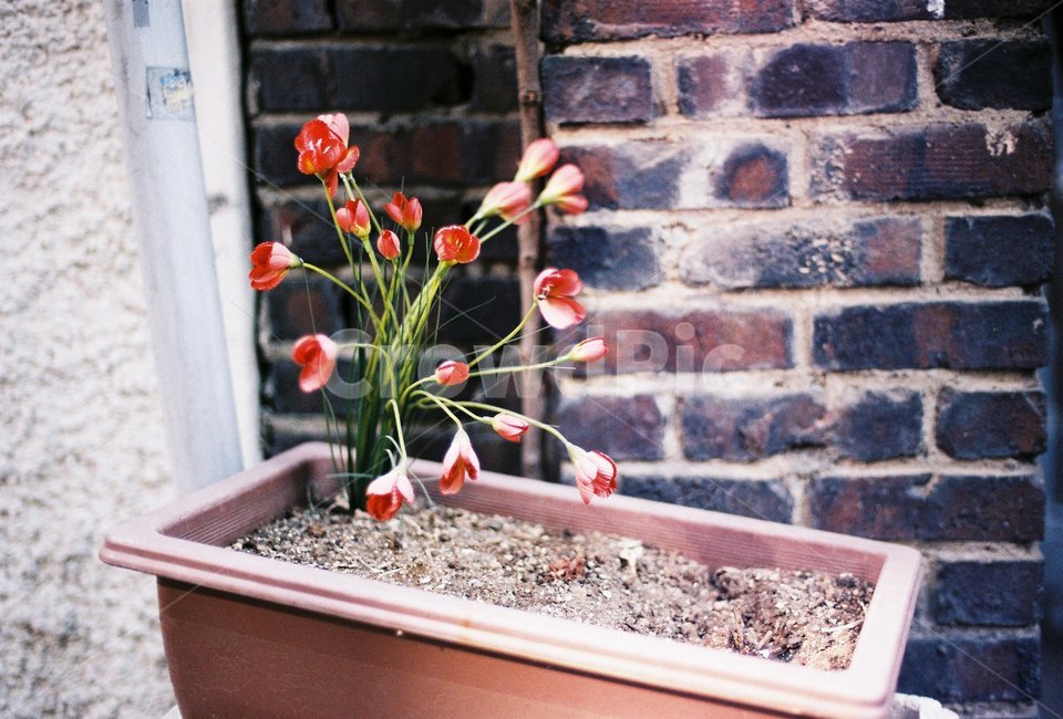 감성사진,감성,필름,아날로그,film,analog,꽃,화분,식물,자연,plants,nature,꽃,flower,감성,sensible,feeling