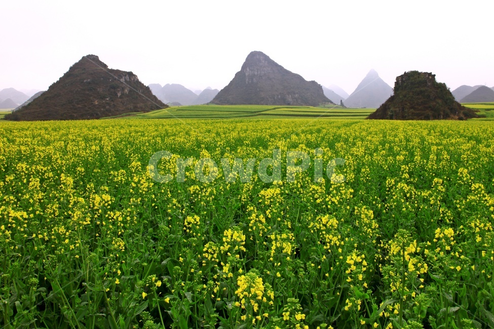 nature,자연,outdoors,옥외,field,들,grassland,목초지,중국,운남성,나평,나평유채꽃,중국비경,농경지,농업,농사,관광지,유채꽃,유채밭,자연,풍경,nature,landscape,해외,외국,세계,foreign,oversea,world,세계자연풍경,해외자연풍경,외국자연풍경,world nature landscape