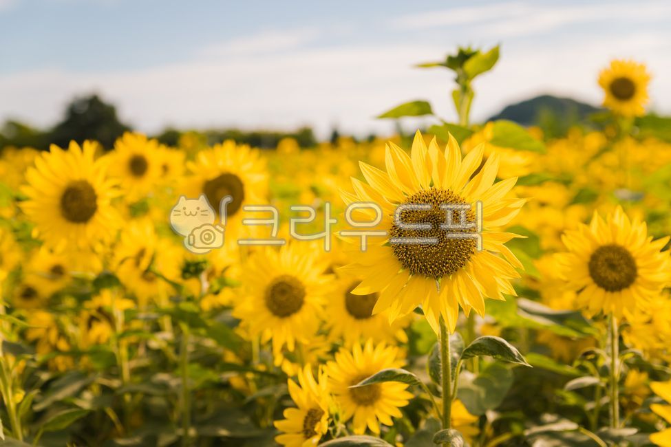 해바라기,해바라기꽃,해바라기꽃밭,해바라기밭,해라바리풍경,plant,식물,flower,꽃,sunflower,식물,자연,plants,nature,꽃,flower