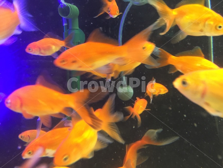 동물,fish,물고기,goldfish,금붕어,animal,fishbowl
