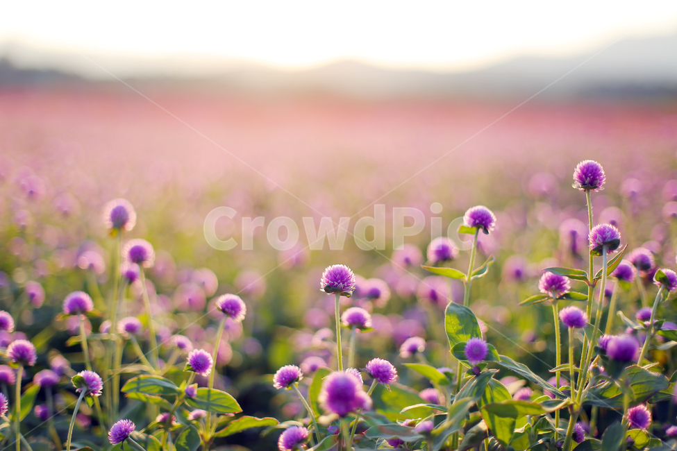 천일홍,빛,꽃밭,꽃,light,sunshine,flower,색감,purple,식물,자연,plants,nature,꽃,flower,감성,sensible,feeling