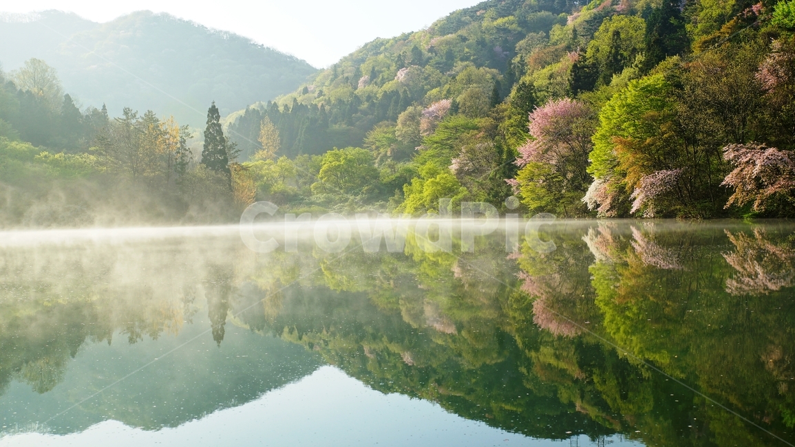 세량지,화순군,저수지,봄,벚꽃,봄,계절,spring,season,자연,풍경,nature,landscape,한국자연풍경,한국자연경관,korea nature landscape,outdoors,옥외,tree,나무,plant,식물,water,물,abies,아비,fir,전나무