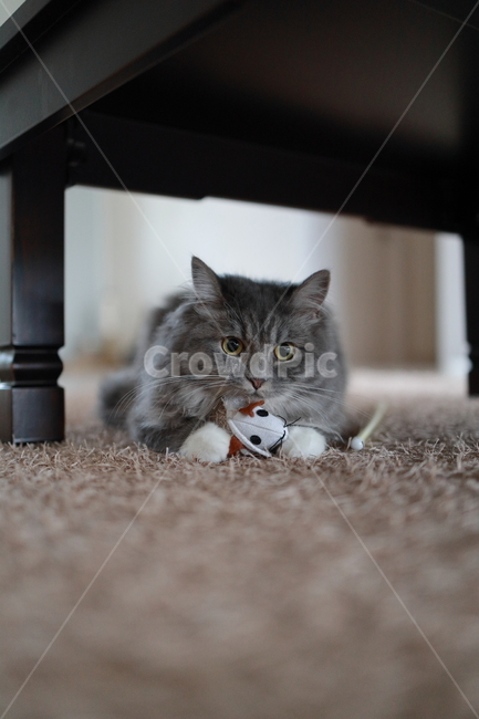 반려동물,고양이,캣,cat,랙돌,페르시안,동물,animal,포유류,mammal,고양이,cat,kitten,kitty