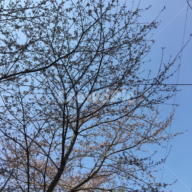 나무,꽃,봄,겨울,피기전,꽃샘추위,식물,자연,plants,nature,나무,trees,wood