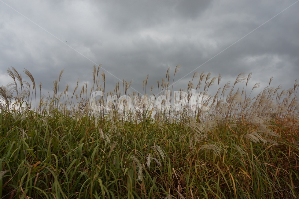 갈대,가을,흐린하늘,먹구름,자연,autumn,fall,sky,season,감성사진,가을,계절,fall,autumn,season,자연,풍경,nature,landscape,grass,잔디,plant,식물