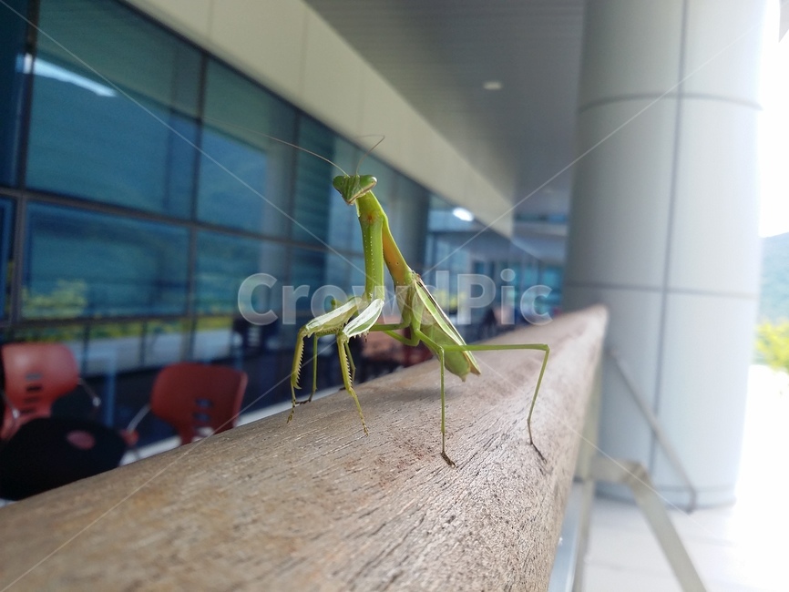 사마귀,곤충,동물,자연,insect,동물,animal,곤충,벌레,insect,bug