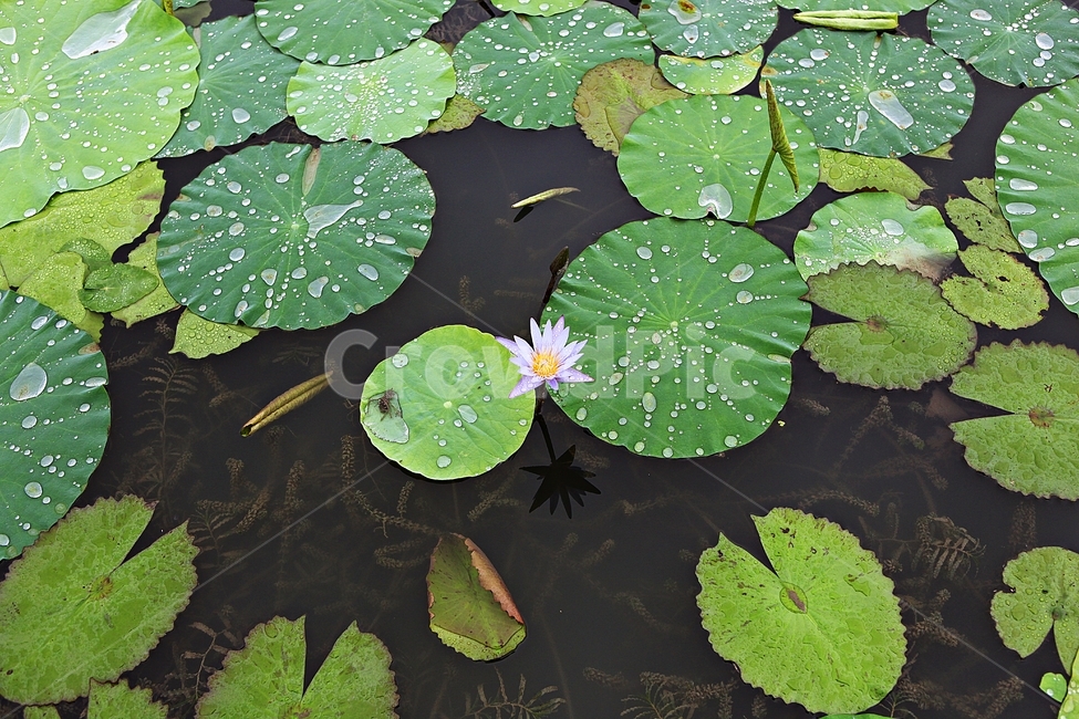 연꽃,꽃,수중식물,연잎,호수