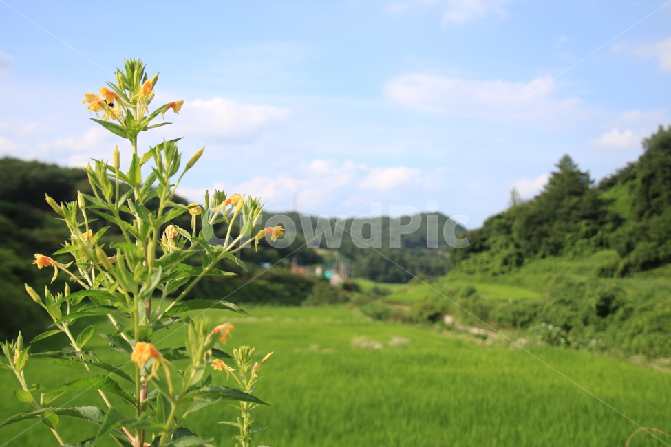 산,자연,달맞이꽃,꽃,풍경,자연,풍경,nature,landscape,field,들,outdoors,옥외,grassland,목초지