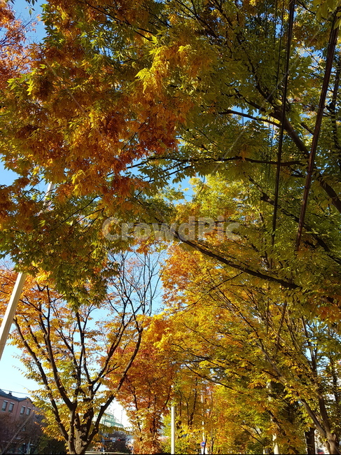 대구,성서,계명대,가을,단풍,가을,계절,fall,autumn,season,자연,풍경,nature,landscape,tree,나무,plant,식물,tree trunk,나무 줄기,leaf,잎
