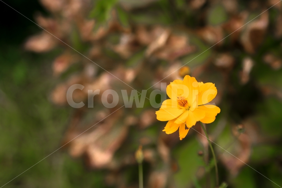 꽃,노란색,노랑,배경화면,바탕화면,감성,자연,벌,엽서,식물,자연,plants,nature,꽃,flower