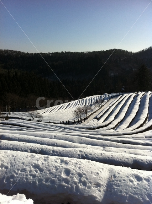 녹차밭,눈덮힌,눈,풍경,자연,겨울,겨울풍경,겨울,계절,winter,season,자연,풍경,nature,landscape,한국자연풍경,한국자연경관,korea nature landscape,water,물,outdoors,옥외,river,강