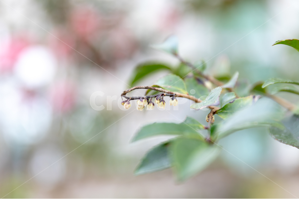 꽃,봄꽃,나무,가시,꽃잎,식물,자연,plants,nature