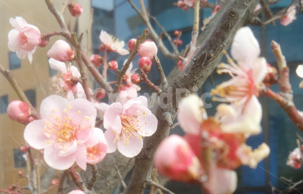 매화,매실나무,일지춘,군자향,분홍색꽃,식물,자연,plants,nature,꽃,flower