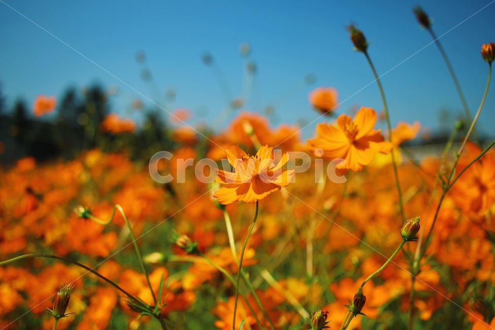 코스모스,하늘,농장,가을,꽃,꽃밭,당수동,가을,계절,fall,autumn,season,식물,자연,plants,nature,꽃,flower,plant