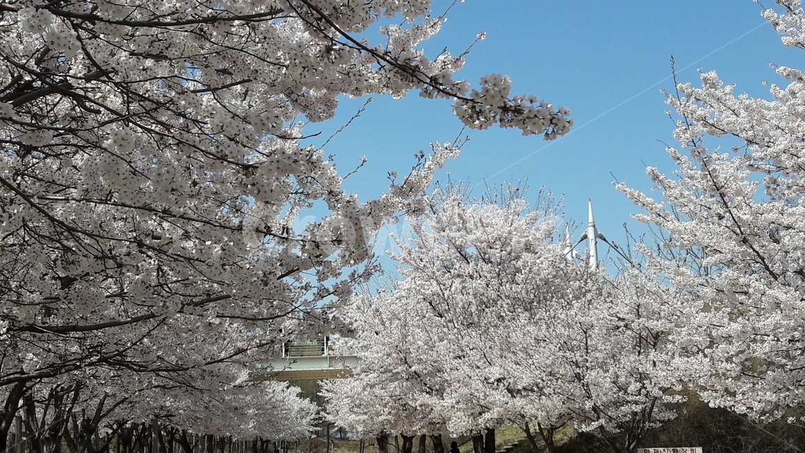 봄,꽃,하늘,공원,맑음,봄,계절,spring,season,자연,풍경,nature,landscape,plant,식물,cherry blossom,벚꽃,flower,blossom