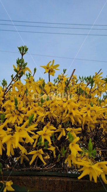 개나리,노란,노란색,꽃,봄,봄꽃,flower,봄날,개화,yellow,plant,식물,blossom