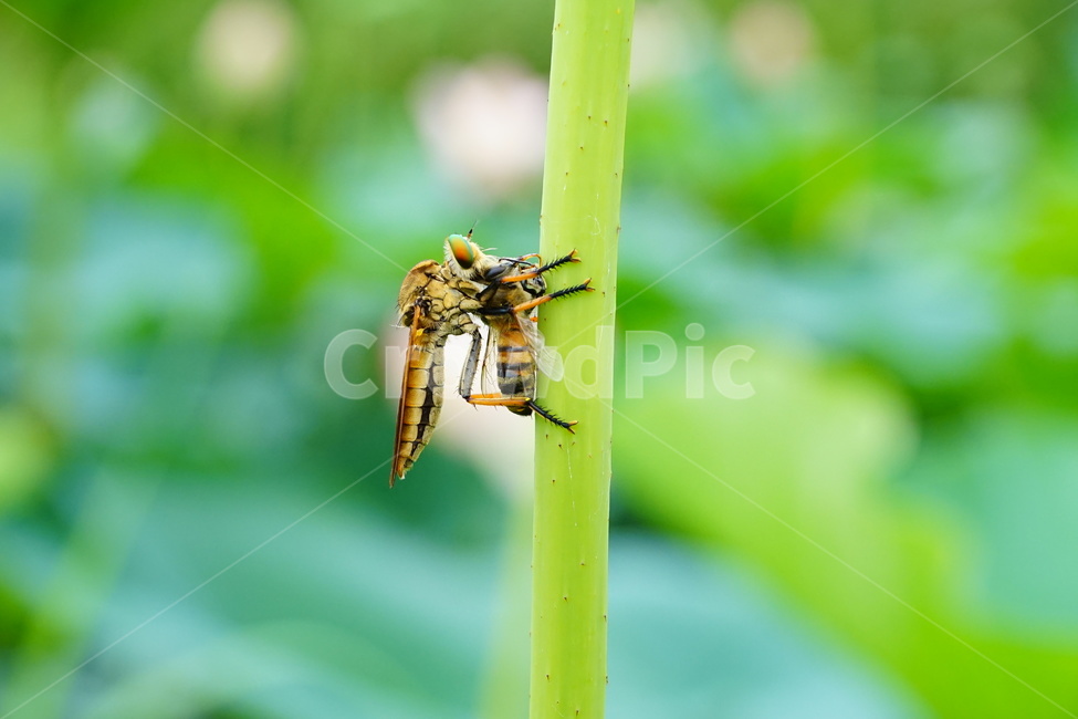 파리매,사냥,곤충,저승사자,연밭,동물,animal,곤충,벌레,insect,bug
