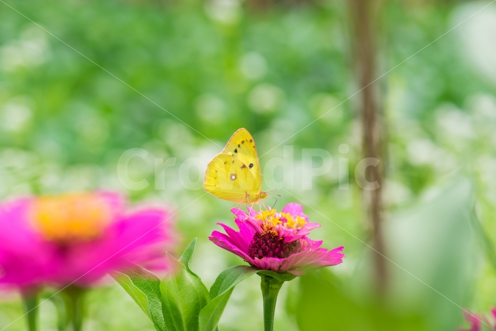 나비,butterfly,가을,fall,백일홍,꽃,flower,flowerandbutterfly,꽃과나비,노랑나비,백일홍과나비,D750,식물,자연,plants,nature,꽃,flower,곤충,벌레,insect,bug