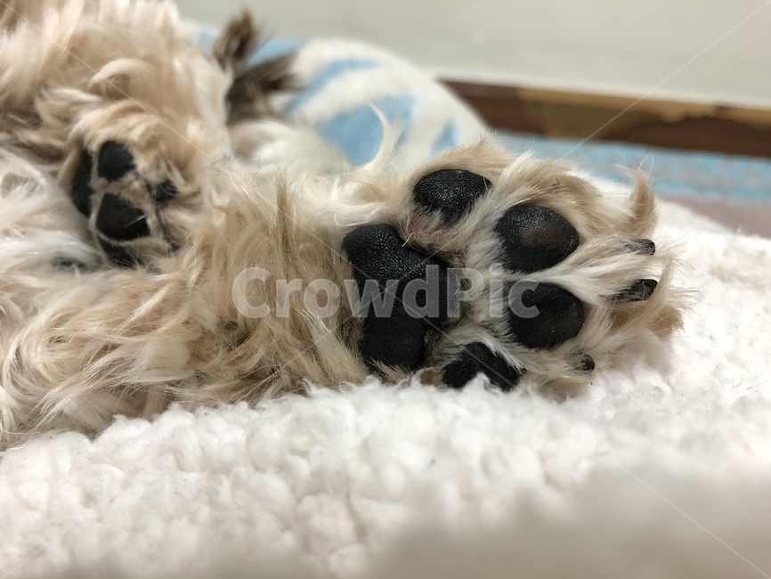 강아지,발바닥,반려견,애완동물,검정색,개발바닥,포근함