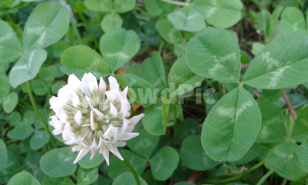 plant,식물,flower,blossom,꽃,세잎클로버,토끼풀,식물,자연,plants,nature,꽃,flower