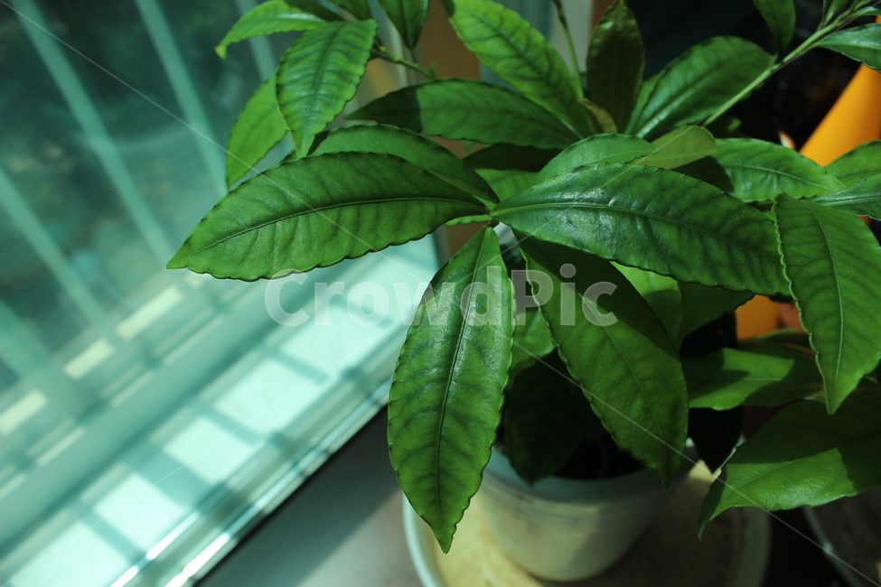 풀,식물,plant,잎,leaf,창가,베란다,나무,화분,식물,자연,plants,nature