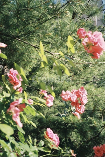 자연,감성,감성사진,장미,장미꽃,꽃,필름,필름카메라,필름사진,film,filmcamera,nature,rose,flower,plant,sensible,color,colorsensitivity,emotional,feeling
