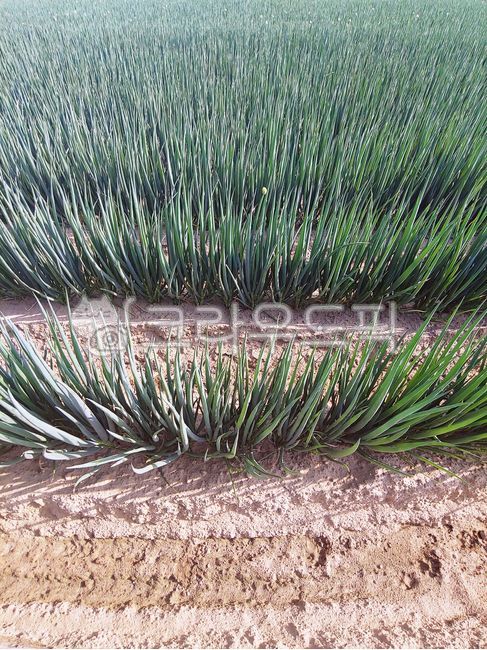 soil, 토양, vegetation, 초목, field, 사진,이미지,일러스트,캘리그라피 - Neps55작가