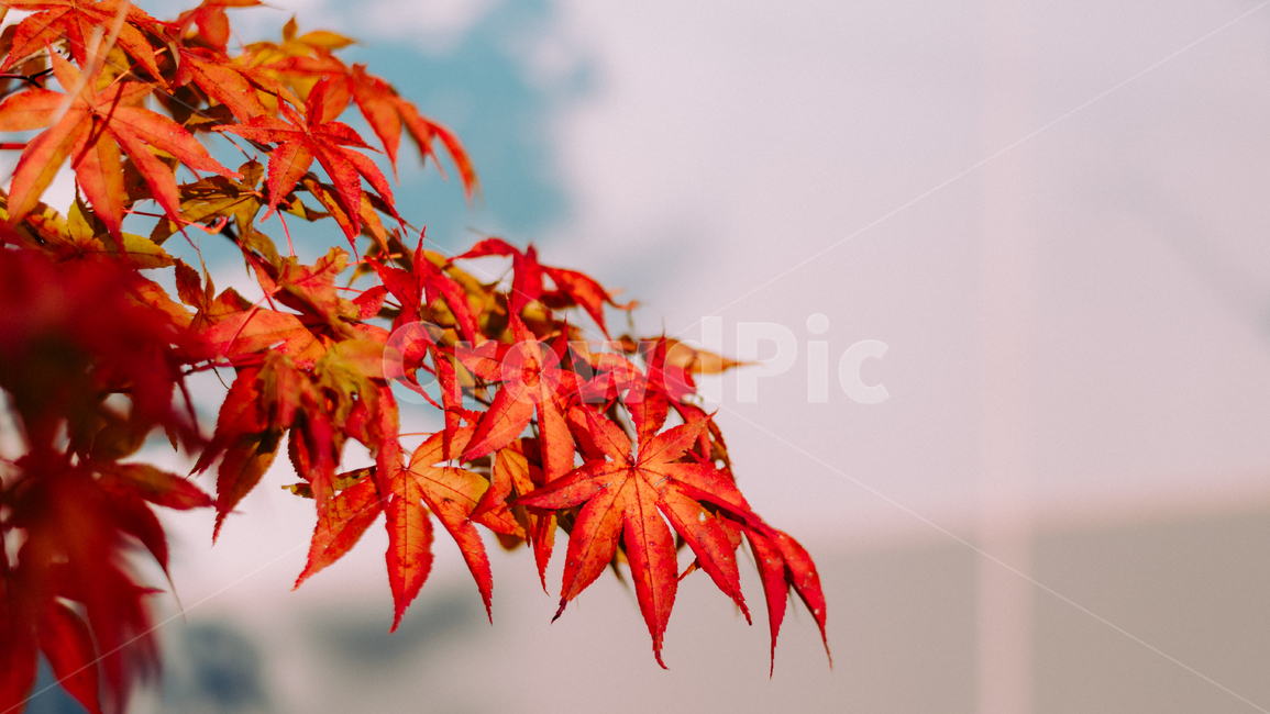 단풍,나무,식물,가을,빨강,maple,autumn,fall,모미지,autumncolors,nature,crimson,가을,계절,fall,autumn,season,식물,자연,plants,nature,감성,sensible,feeling,색깔,색상,색채,색감,color sense,color sensitivity,feeling of color,plant,leaf,잎,tree