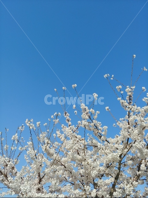 벚꽃,벚꽃사진,봄,하늘,파란하늘,벚꽃나무,봄,계절,spring,season,식물,자연,plants,nature,꽃,flower,plant,blossom
