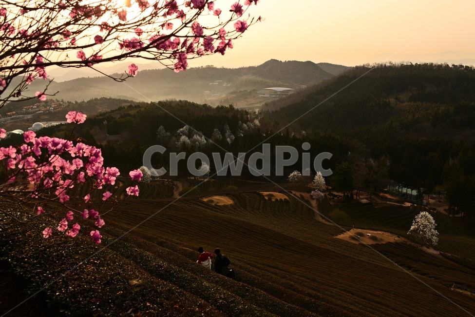 전남,보성,대한다원,대한다원아침,대한다원일출,대한다원여명,대한다원진달래,진달래,목련,대한다원목련,person,사람,human,인간,plant,식물