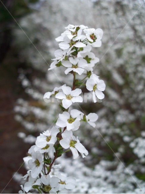 꽃,야생화,flower,식물,설류화,식물,자연,plants,nature,꽃,flower