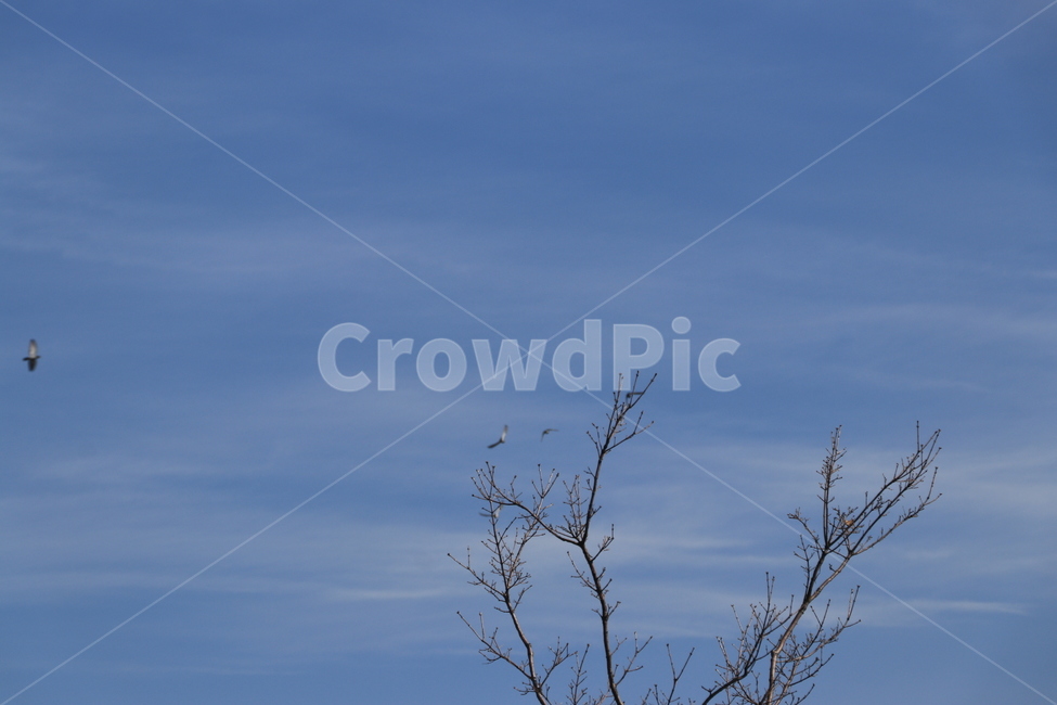 가을,가을하늘,천고마비,구름,automn,cloud,가을,계절,fall,autumn,season,식물,자연,plants,nature,나무,trees,wood