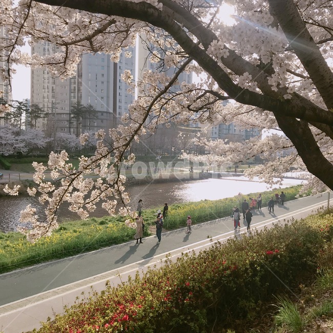 부산,벚꽃,봄,산책,꽃