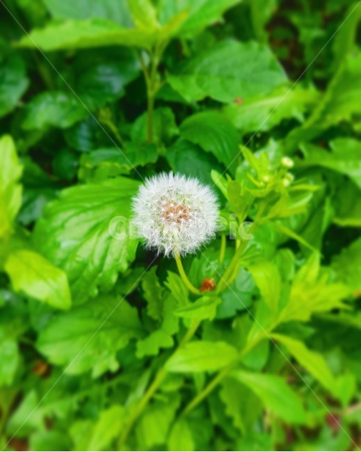민들레,풀,꽃,씨,초록