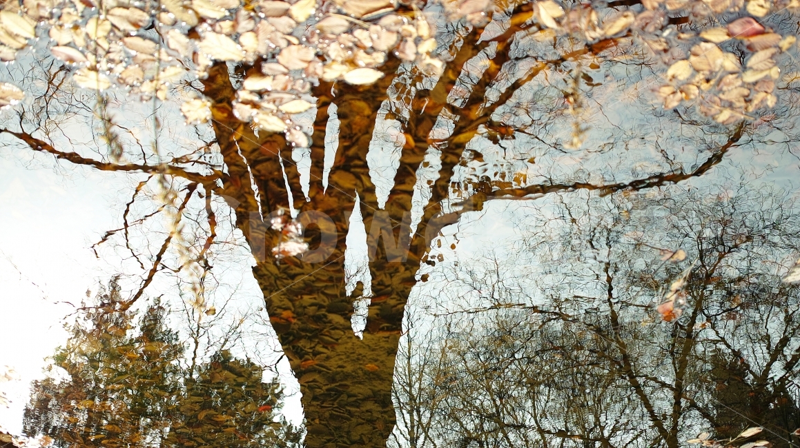 가을,나무,반영사진,leaf,잎,가을,계절,fall,autumn,season,감성,sensible,feeling,tree,plant,식물,tree trunk,나무 줄기