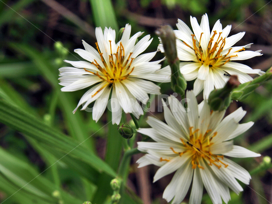 왕고들빼기,꽃,식물,국화과,두해살이풀,식물,자연,plants,nature,꽃,flower