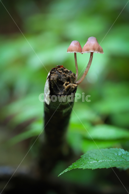 버섯,애기낙엽버섯,삿갓버섯,귀여움,귀여운,mushroom,초록,green,한국버섯,koreanmushroom,버섯,mushroom