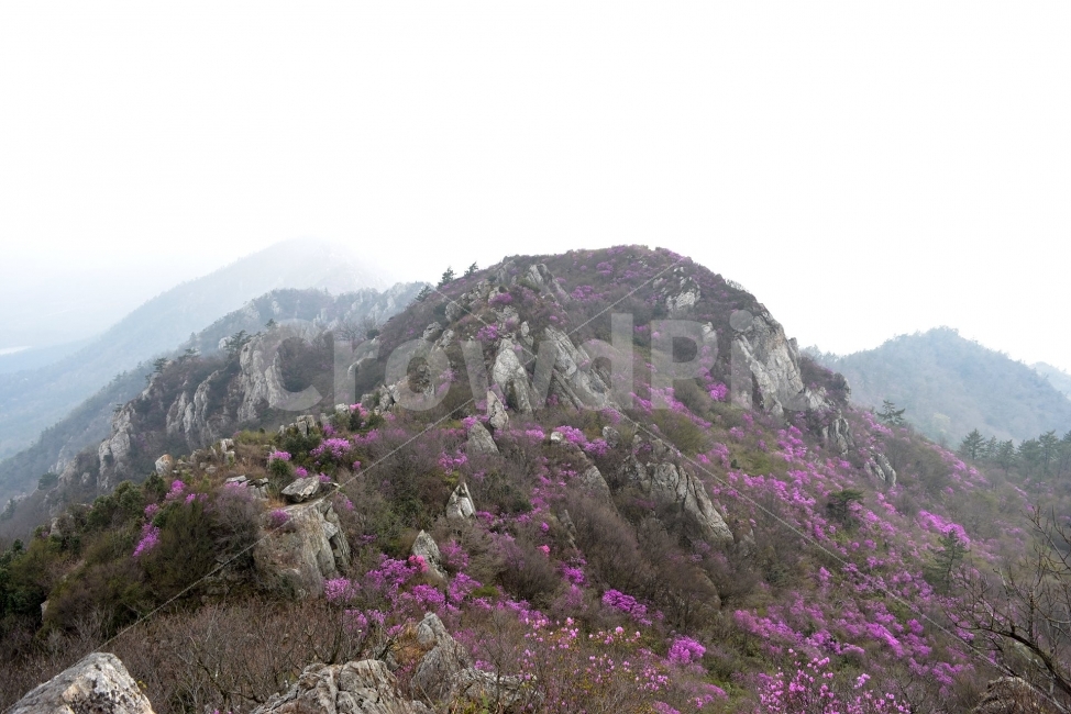 주작산,덕룡산,진달래,풍경,기암,바위,비경,봄풍경,분홍색,진달래꽃,강진,명산,산행,등산,마운틴,자연,풍경,nature,landscape,봄,계절,spring,season,slope,경사,outdoors,옥외
