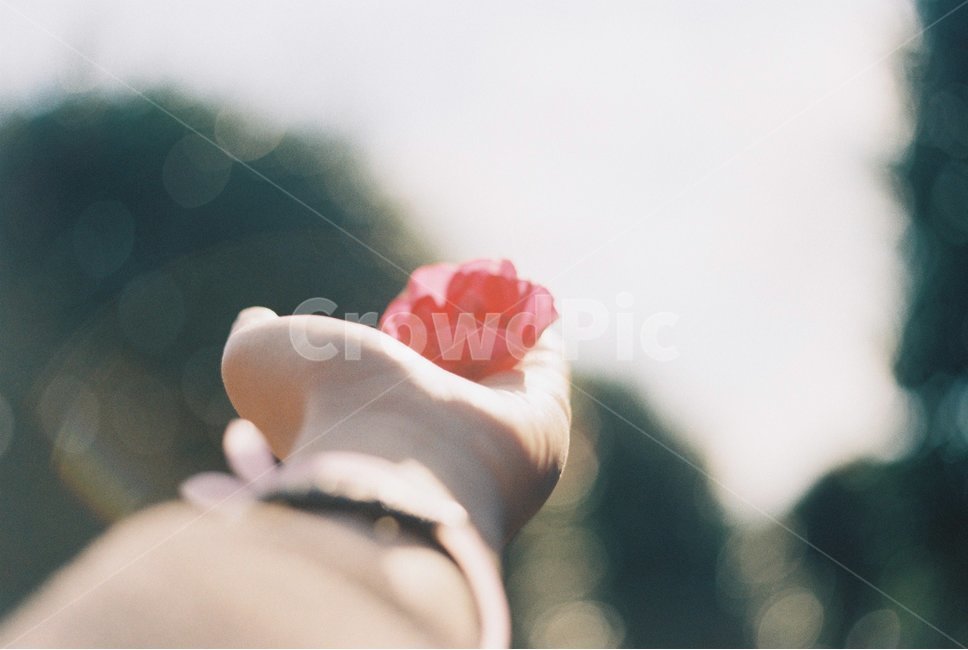 꽃,동백꽃,동백,겨울,손,플레어,플래어,flare,flower,flowers,snoww,winter,hand,보케,몽글몽글,감성,sensible,feeling