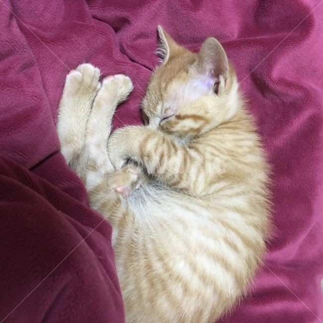 애완묘,길냥이,자는모습,유기묘,고양이,동물,animal,포유류,mammal,고양이,cat,kitten,kitty
