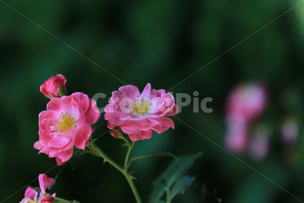 꽃,야생화,여름,장미,flower,식물,자연,plants,nature,꽃,flower