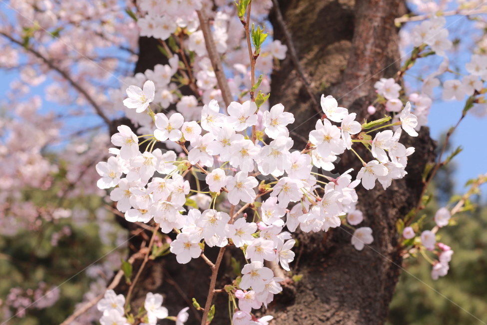 꽃,봄꽃,식물,flower,plants,봄,계절,spring,season,식물,자연,plants,nature,꽃,flower,plant,blossom,cherry blossom,벚꽃