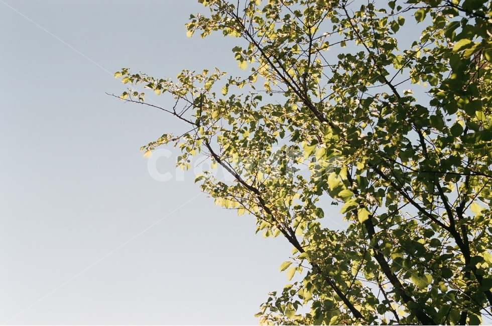 하늘,나무,풍경,햇빛,식물,sky,landscape,tree,afternoon,오후,자연,풍경,nature,landscape
