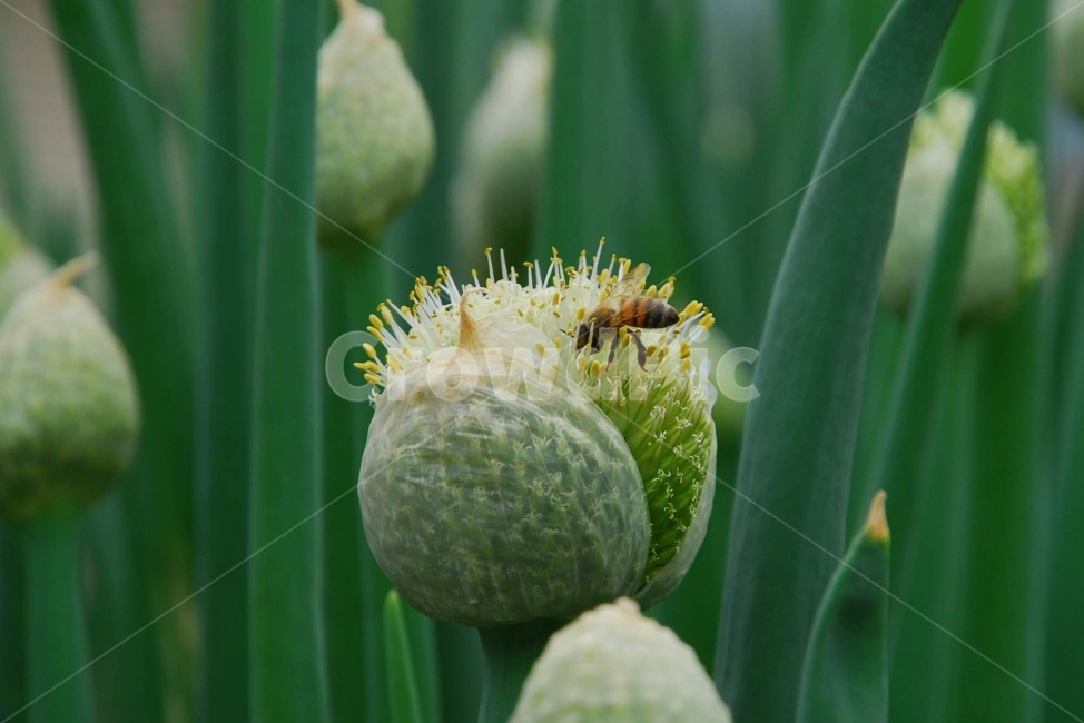 파,벌,파대가리,파꽃,꿀,식물,재배,일벌,암술,수술,껍질,밭,plants,bee,접사,식물,자연,plants,nature,꽃,flower,동물,animal,곤충,벌레,insect,bug
