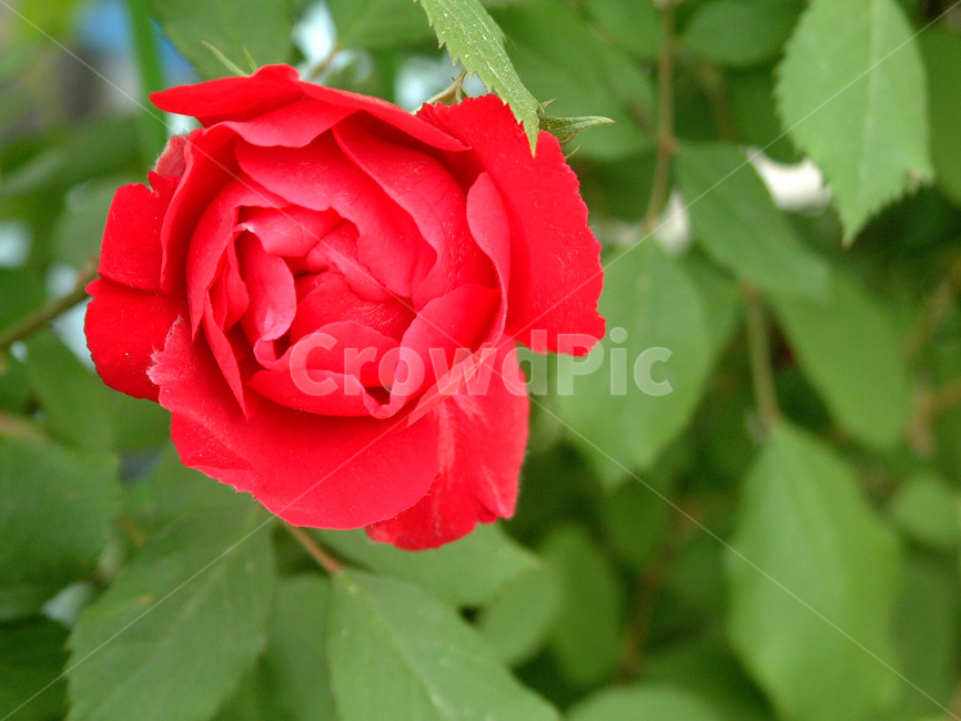 장미,식물,꽃,5월,계절,덩굴식물,붉은색,가시,rosaspp