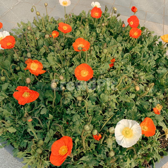 plant,식물,blossom,꽃,geranium,flower,양귀비