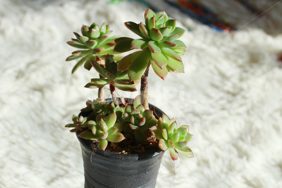 다육이,다육식물,화분,다육,fleshyplant,실내용화초,화분,화초,house plant