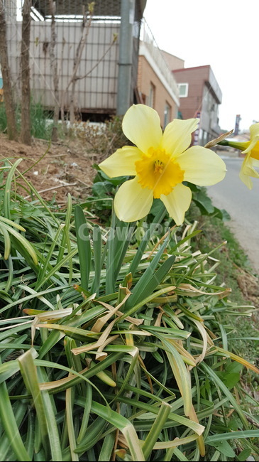 봄,꽃,자연,식물,수선화,식물,자연,plants,nature,꽃,flower